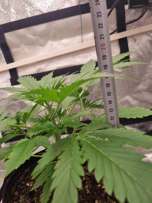 Mango Kush Auto #15 #1. Week 4 - Day 26