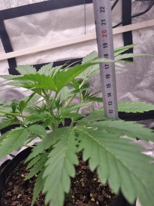 Mango Kush Auto #15 #1. Week 4 - Day 26