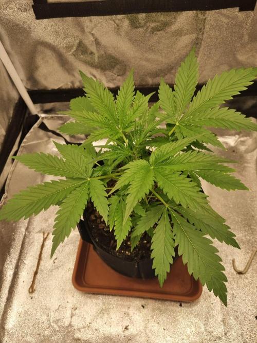 Mango Kush Auto #15 #1. Week 4 - Day 26