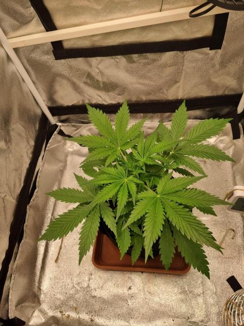 Mango Kush Auto #15 #1. Week 4 - Day 28