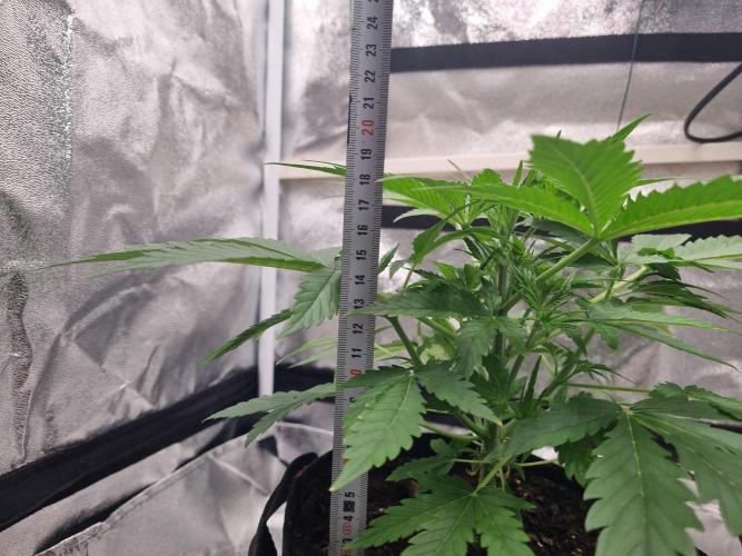Mango Kush Auto #15 #1. Week 4 - Day 28