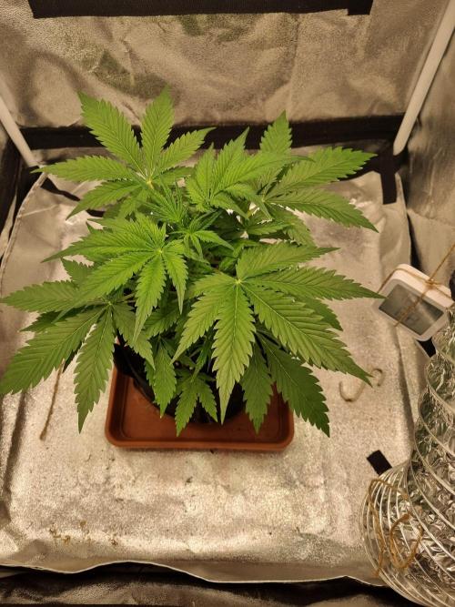 Mango Kush Auto #15 #1. Week 5 - Tag 29 abends