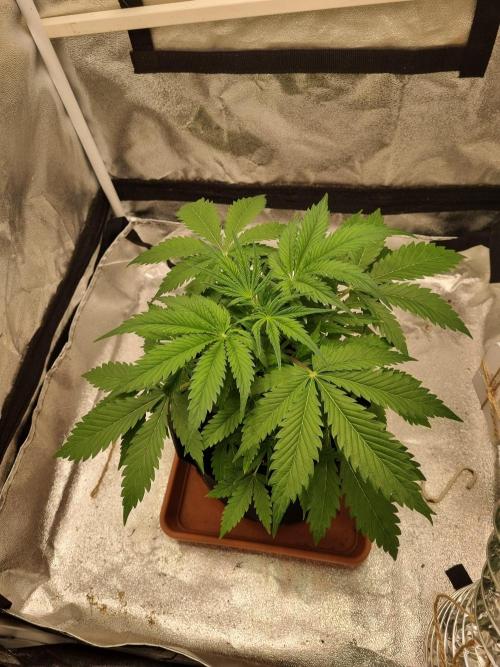 Mango Kush Auto #15 #1. Week 5 - Tag 30 mittags