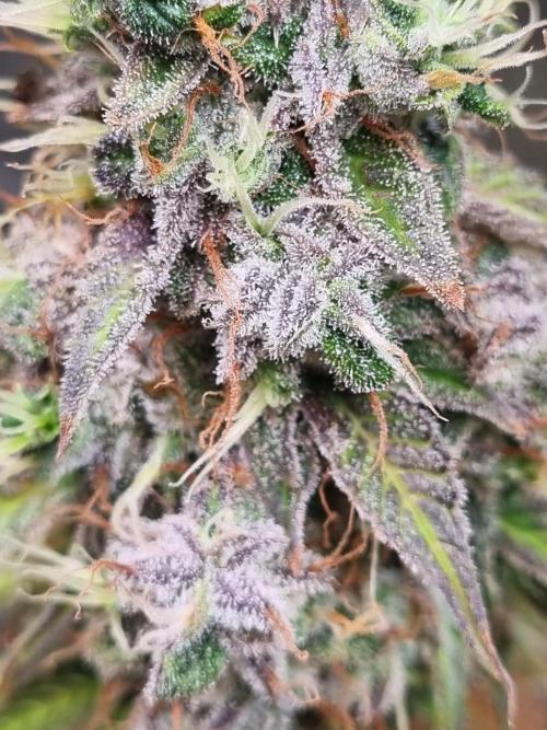Purple Haze Auto #14 #02. Week 13