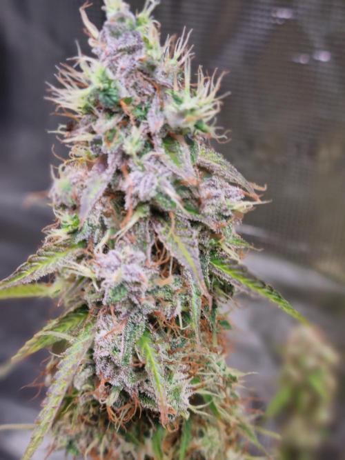 Purple Haze Auto #14 #02. Week 13