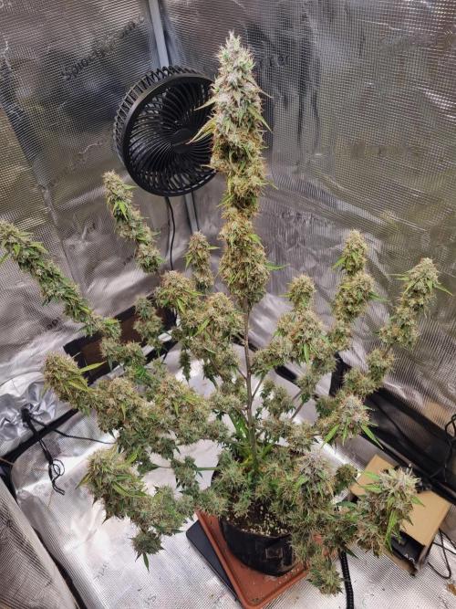 Purple Haze Auto #14 #02. Week 13