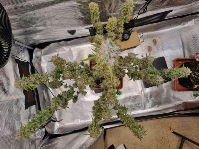 Purple Haze Auto #14 #02. Week 13
