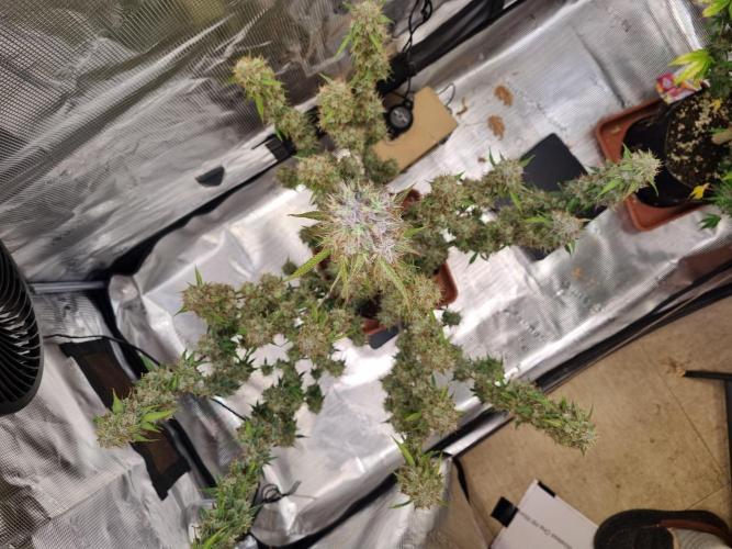 Purple Haze Auto #14 #02. Week 13