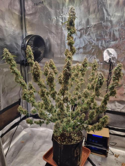 Purple Haze Automatic. Week 13