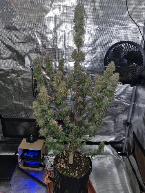 Purple Haze Auto #13 #01. Week 13