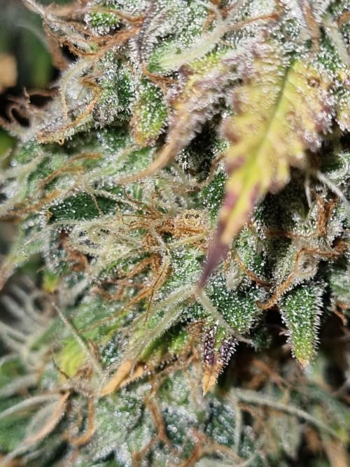 Purple Haze Auto #13 #01. Week 13