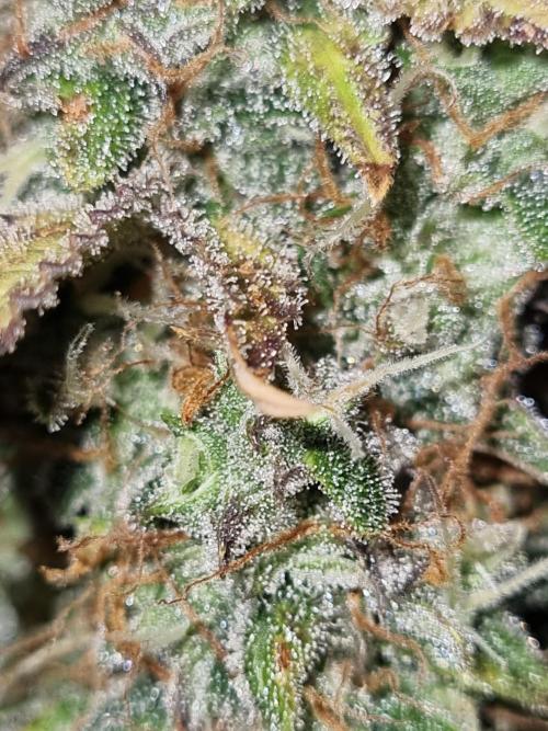 Purple Haze Auto #13 #01. Week 13