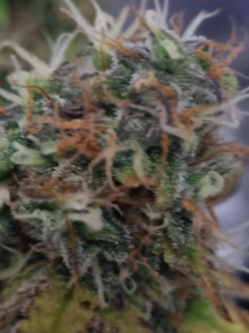 Purple Haze Auto #13 #01. Week 13