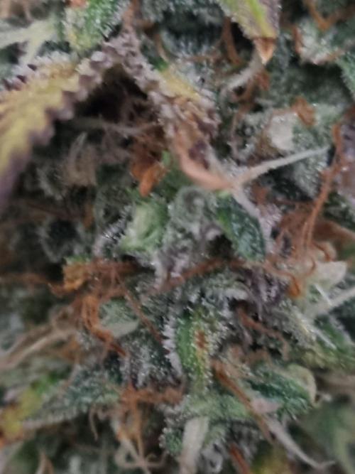 Purple Haze Auto #13 #01. Week 13
