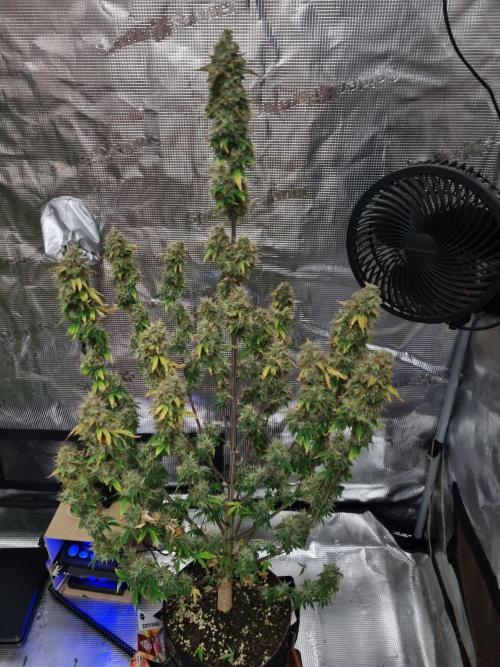 Purple Haze Auto #13 #01. Week 13