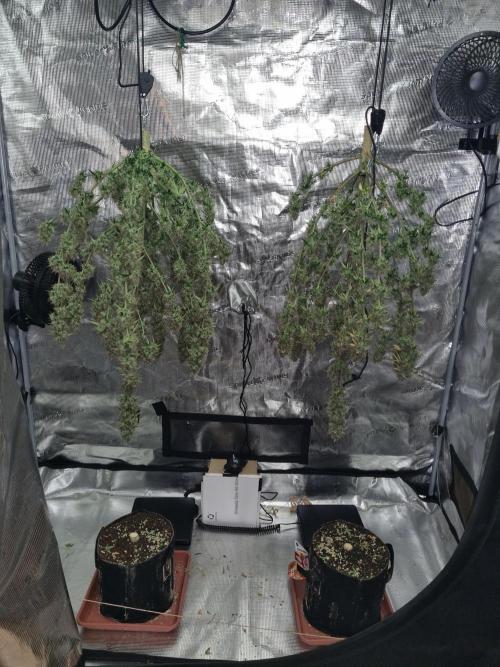 Purple Haze Automatic. Week 13