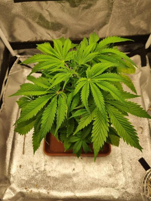 Mango Kush Auto #15 #1. Week 5 - Tag 34
