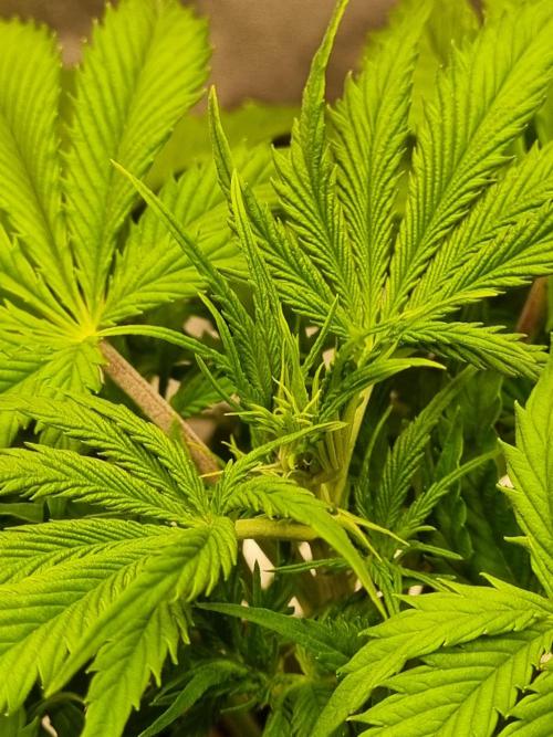 Mango Kush Auto #15 #1. Week 5 - Tag 34