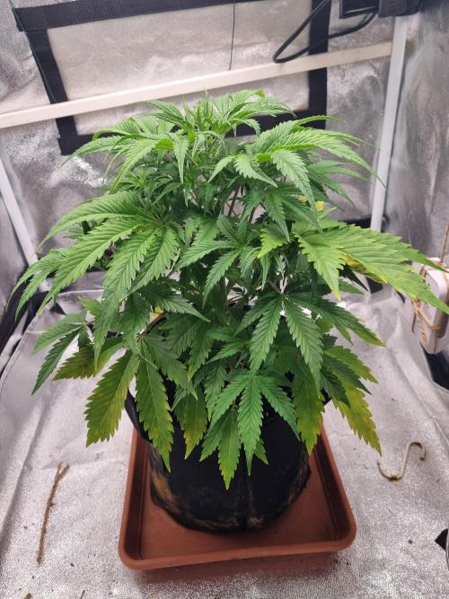 Mango Kush Auto #15 #1. Week 6 - Day 38