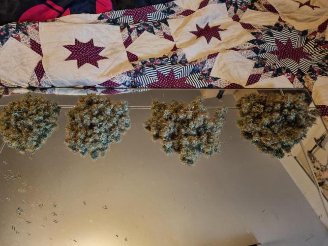Purple Haze Auto #14 #02. Week 13