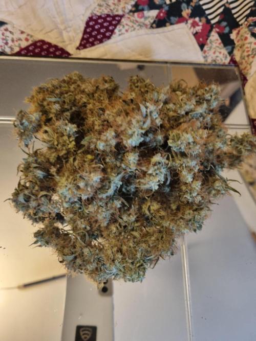 Purple Haze Auto #14 #02. Week 13 - first