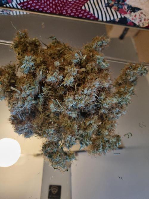 Purple Haze Auto #14 #02. Week 13 - second