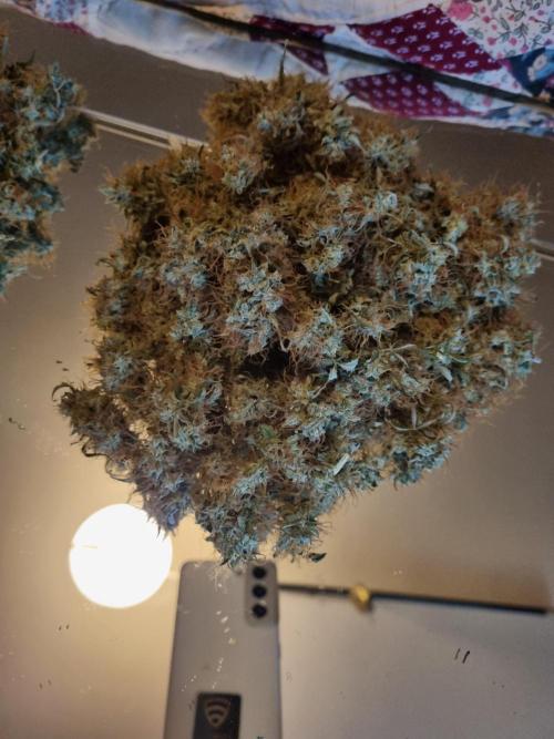 Purple Haze Auto #14 #02. Week 13 - third