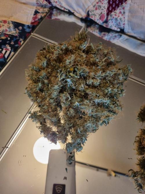 Purple Haze Auto #14 #02. Week 13 - fluffi