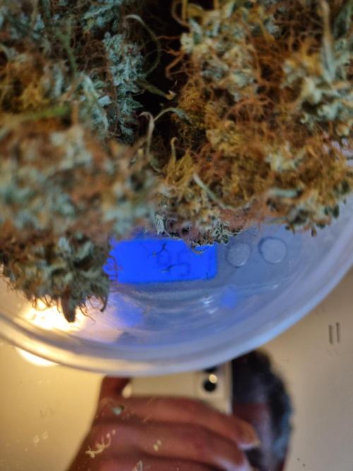 Purple Haze Auto #14 #02. Week 13 - First Choise