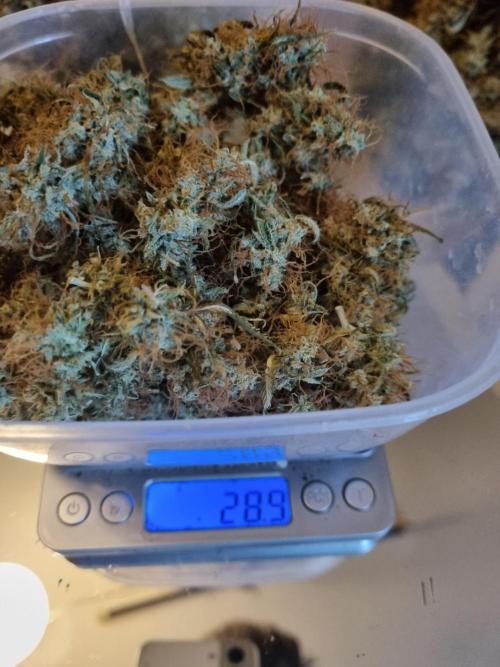 Purple Haze Auto #14 #02. Week 13 - Third Choise