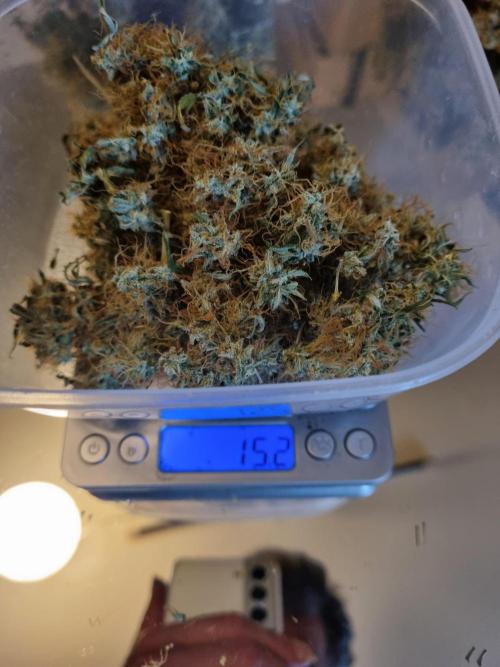 Purple Haze Auto #14 #02. Week 13 - Fluffi