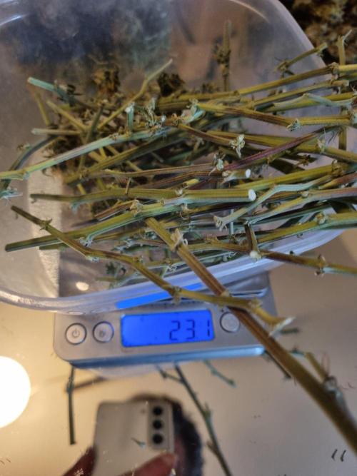 Purple Haze Auto #14 #02. Week 13 - Sticks