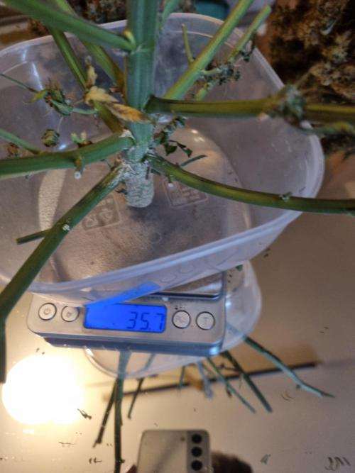 Purple Haze Auto #14 #02. Week 13 - Stam