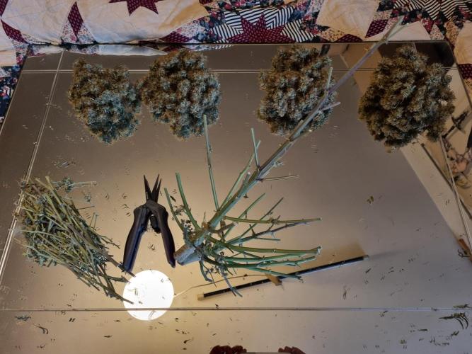 Purple Haze Auto #14 #02. Week 13 - fluffi , third , second , first .