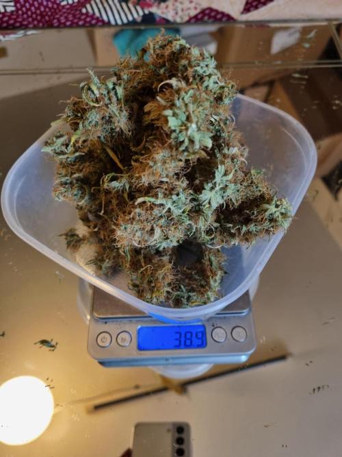 Purple Haze Auto #13 #01. Week 13