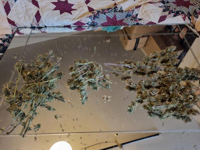 Purple Haze Auto #13 #01. Week 13