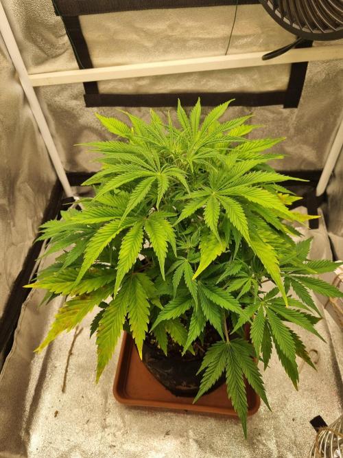 Mango Kush Auto #15 #1. Week 6 - Day 41