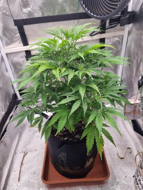 Mango Kush Auto #15 #1. Week 7 - Day 43