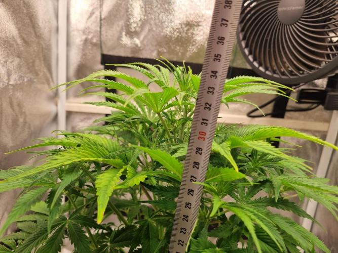 Mango Kush Auto #15 #1. Week 7 - Day 43