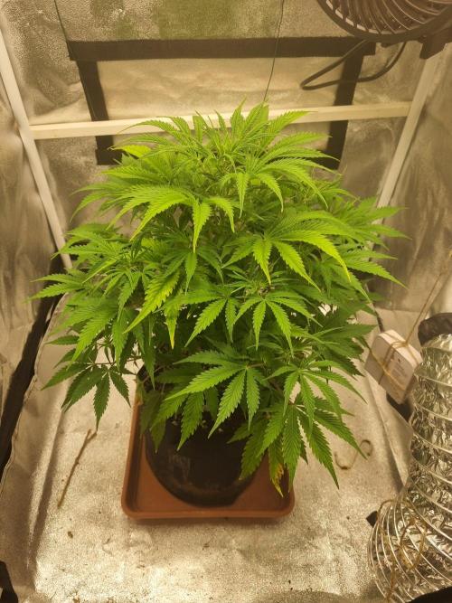 Mango Kush Auto #15 #1. Week 7 - Day 45