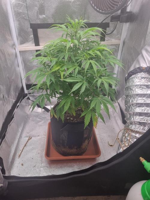 Mango Kush Auto #15 #1. Week 7 - Day 46