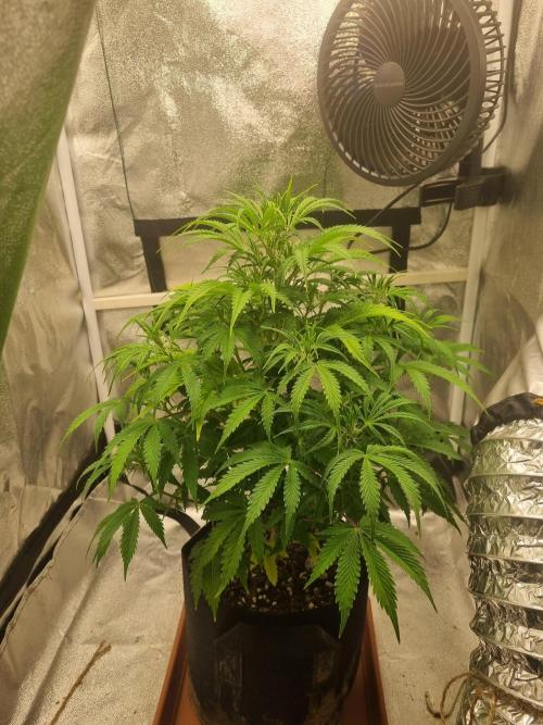 Mango Kush Auto #15 #1. Week 7 - Day 47