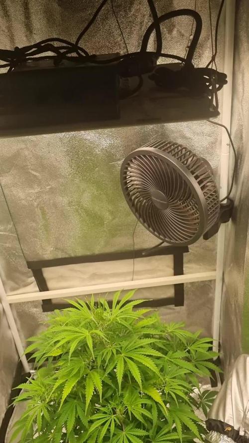 Mango Kush Auto #15 #1