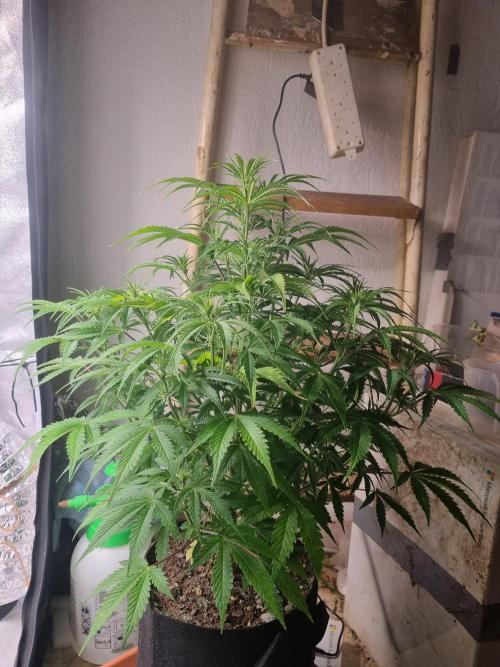 Mango Kush Auto #15 #1. Week 8 - Day 50