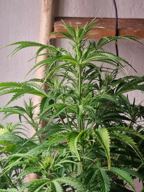 Mango Kush Auto #15 #1. Week 8 - Day 50