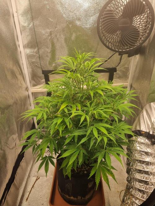 Mango Kush Auto #15 #1. Week 8 - Day 52