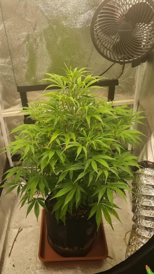 Mango Kush Auto #15 #1
