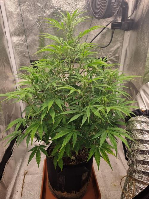 Mango Kush Auto #15 #1. Week 8 - Day 54