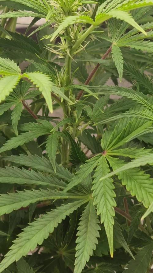 Mango Kush Auto #15 #1