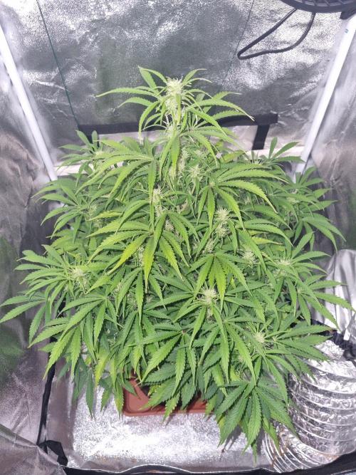 Mango Kush Auto #15 #1. Week 9 - Day 59